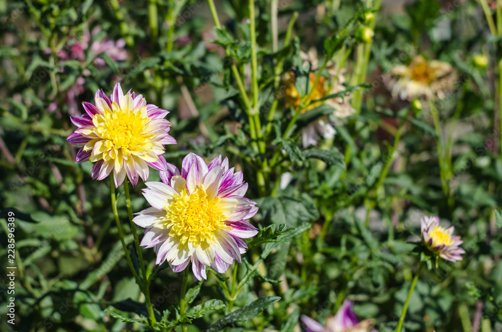 Pink flowers blooming on green background. Autumn Chrysanthemum. Pink flowers blooming on green background. Autumn Chrysanthemum.