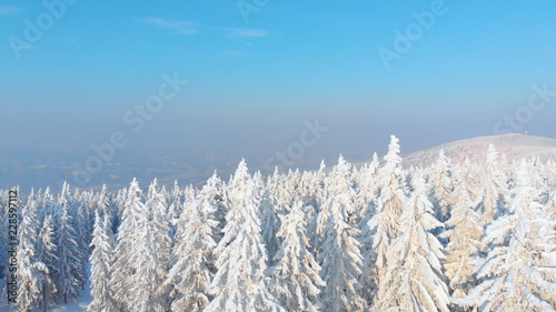 AERIAL: Spectacular view of the endless spruce forest covered in fresh snow.