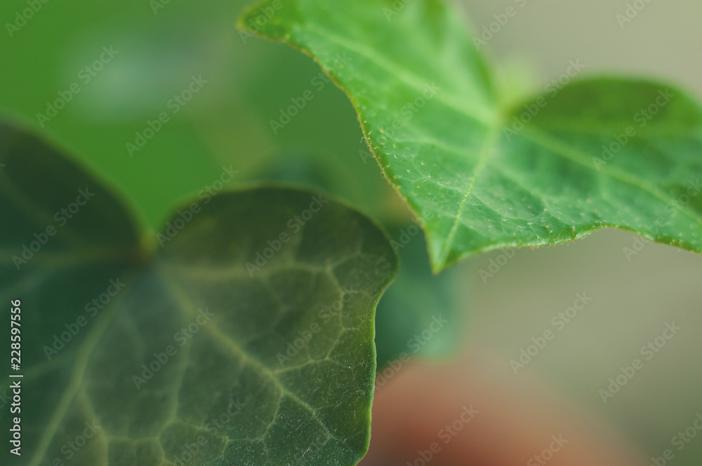 Close up of two leaves of an English Ivy in the early morning light. Shallow depth of field. Horizontal image. Close up of two leaves of an English Ivy in the early morning light. Shallow depth of field. Horizontal image.