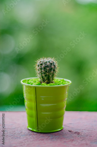 Cactus