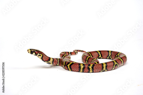 Tableau sur toile Burma-Kletternatter (Archelaphe bella chapaensis) - Burmese Rat Snake