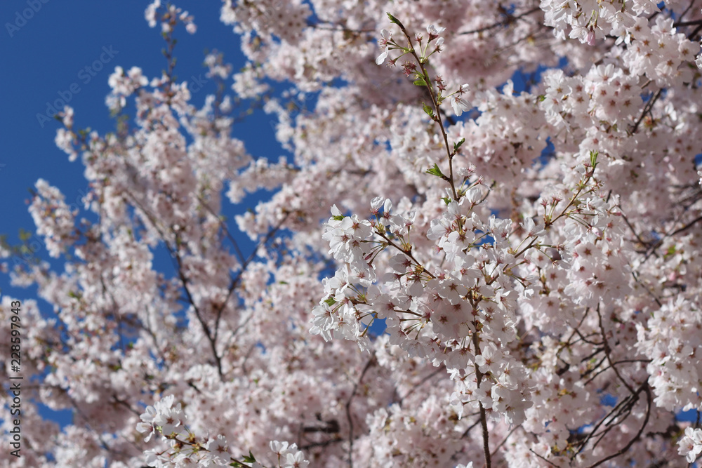 Clusters of Pink Cherry Blossoms Flowering in Spring Clusters of Pink Cherry Blossoms Flowering in Spring
