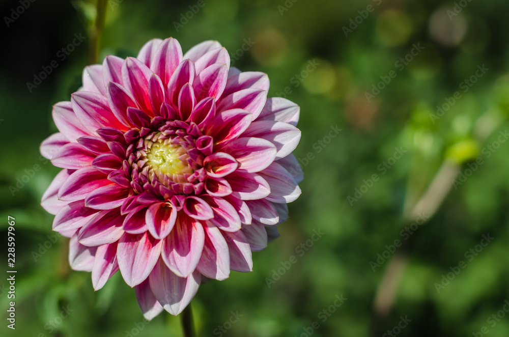 Fototapeta premium Red - white flower blooming on green background. Autumn Chrysanthemum.