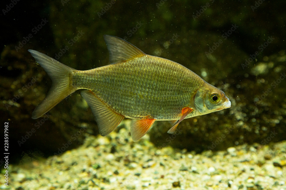 Fototapeta premium Carp bream (Abramis Brama).