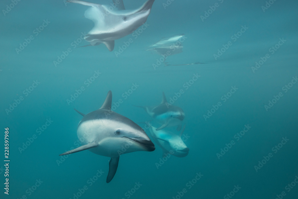 Playful Dusky Dolphins Playful Dusky Dolphins