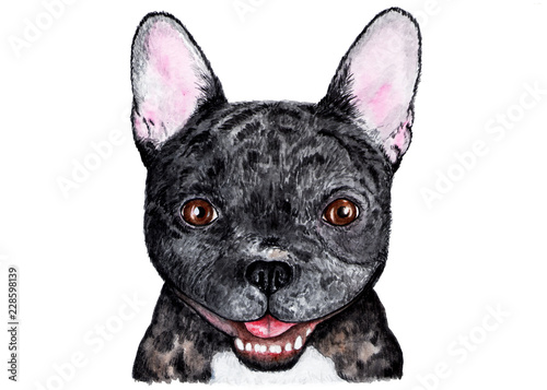 French bulldog. Illustration painted in watercolor.  Portrait of a black French bulldog. Funny illustration. Illustration for printing on children's jackets, t-shirts. © Anastasiya07