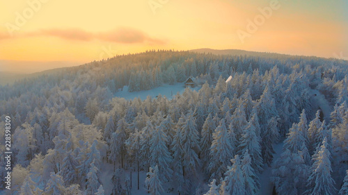 AERIAL: Endless snowy spruce forest surrounds wooden cabin on sunny morning.