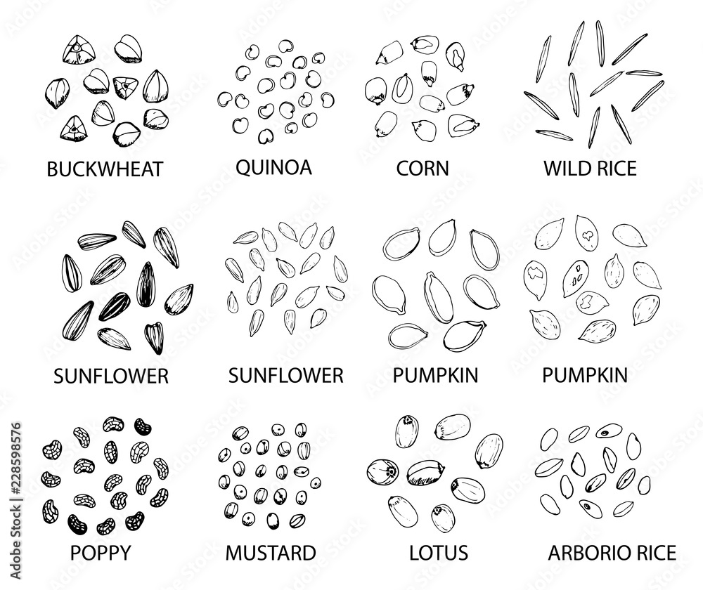 Set of hand drawn outline cereal grains. Vector illustration. Stock