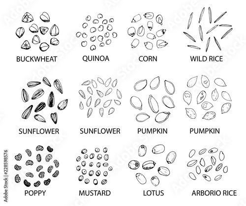 Set of hand drawn outline cereal grains. Vector illustration.