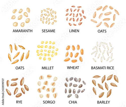 Set of hand drawn colored cereal grains. Vector illustration.