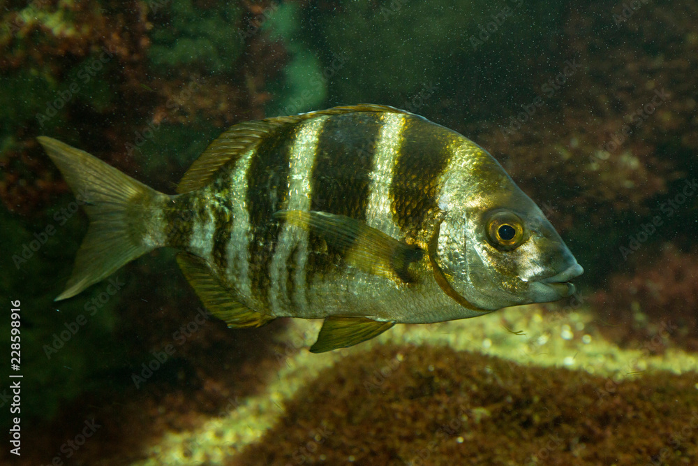 Five-banded bream (Diplodus cervinus). Five-banded bream (Diplodus cervinus).