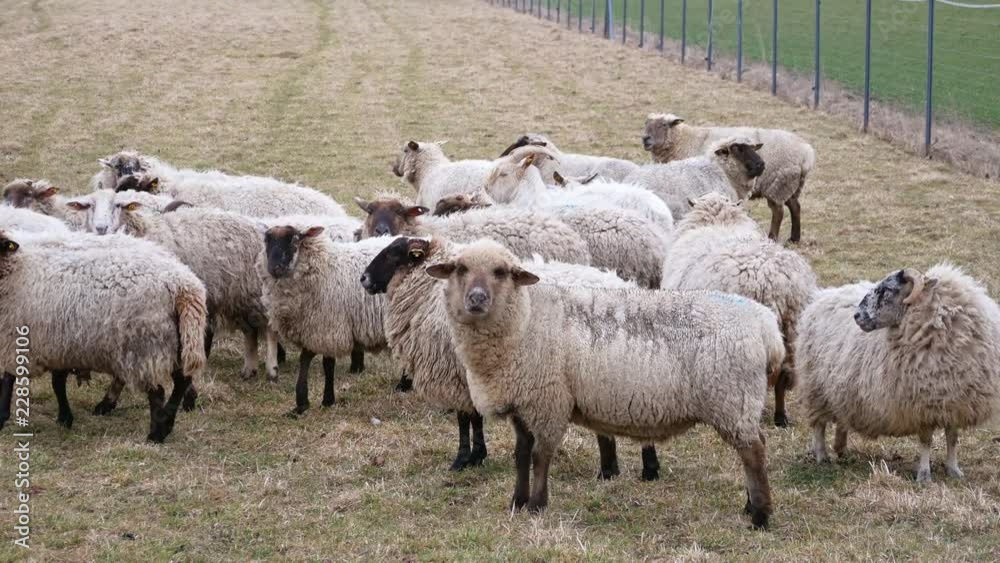 Spooked domestic sheep walk away then stop out of curiosity. Spooked domestic sheep walk away then stop out of curiosity.