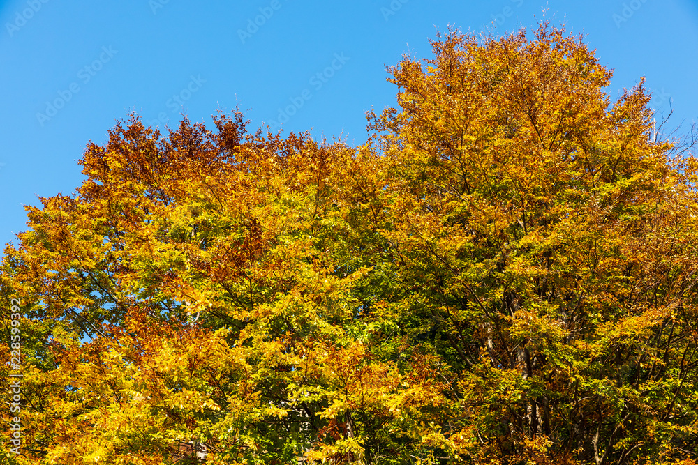 Naklejka premium Colorful autumn