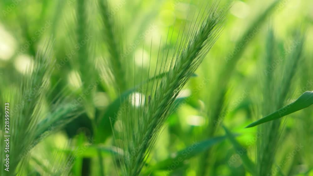 Macro of wheat spikelets backlit by sun Macro of wheat spikelets backlit by sun