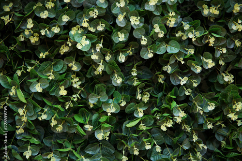 herb wall, plant wall, natural green wallpaper and background. nature wall.