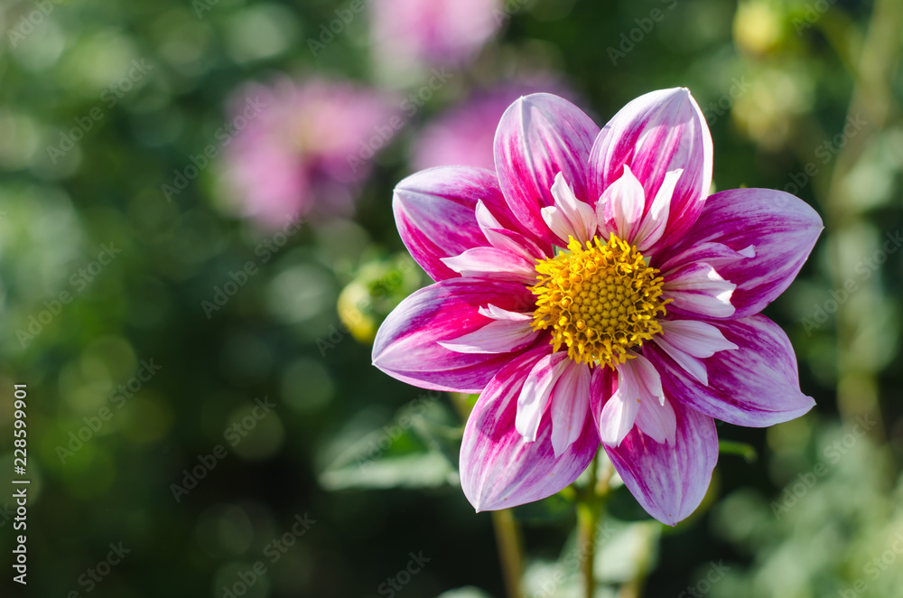 Pink - white flower blooming on green background. Autumn Chrysanthemum. Pink - white flower blooming on green background. Autumn Chrysanthemum.