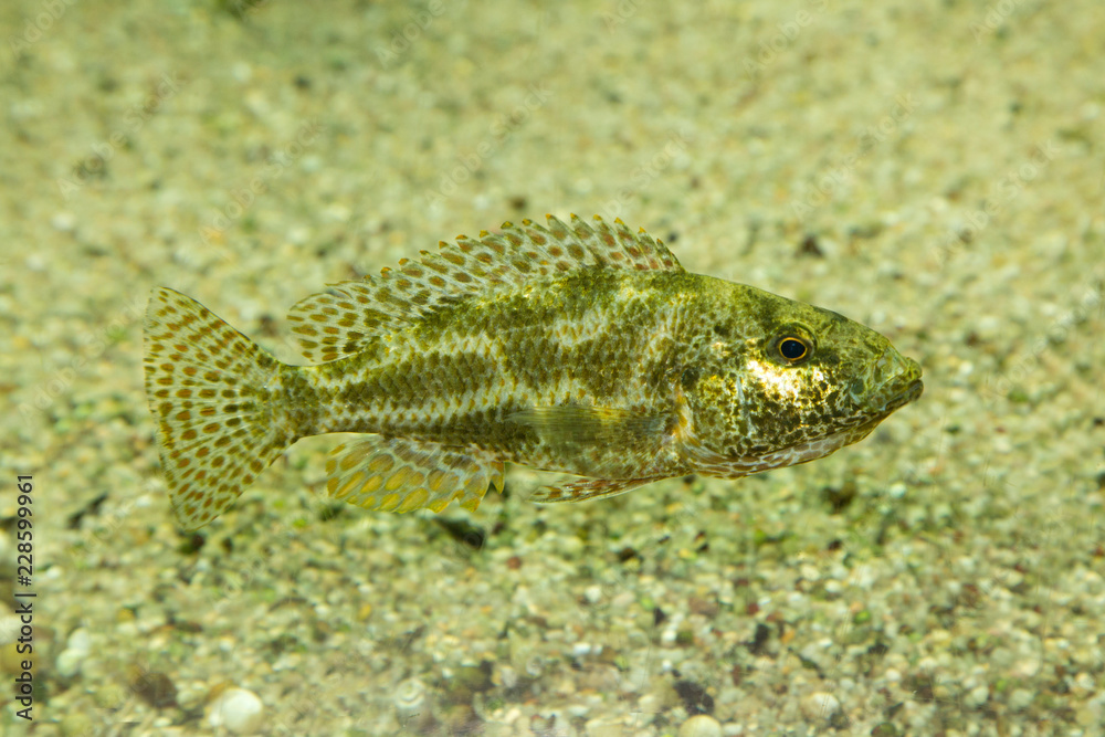 Naklejka premium Leopard cichlid (Nimbochromis polystigma).