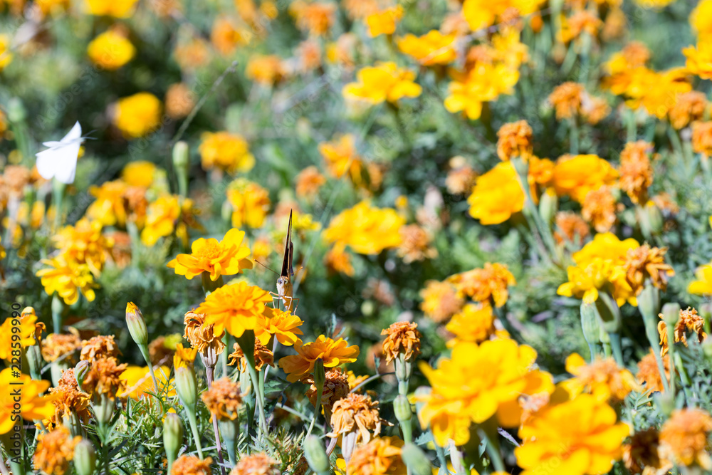 Field of Dahlberg daisy in the garden Field of Dahlberg daisy in the garden