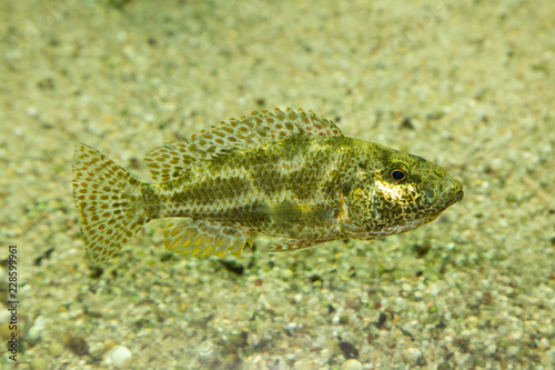 Leopard cichlid  Nimbochromis polystigma .