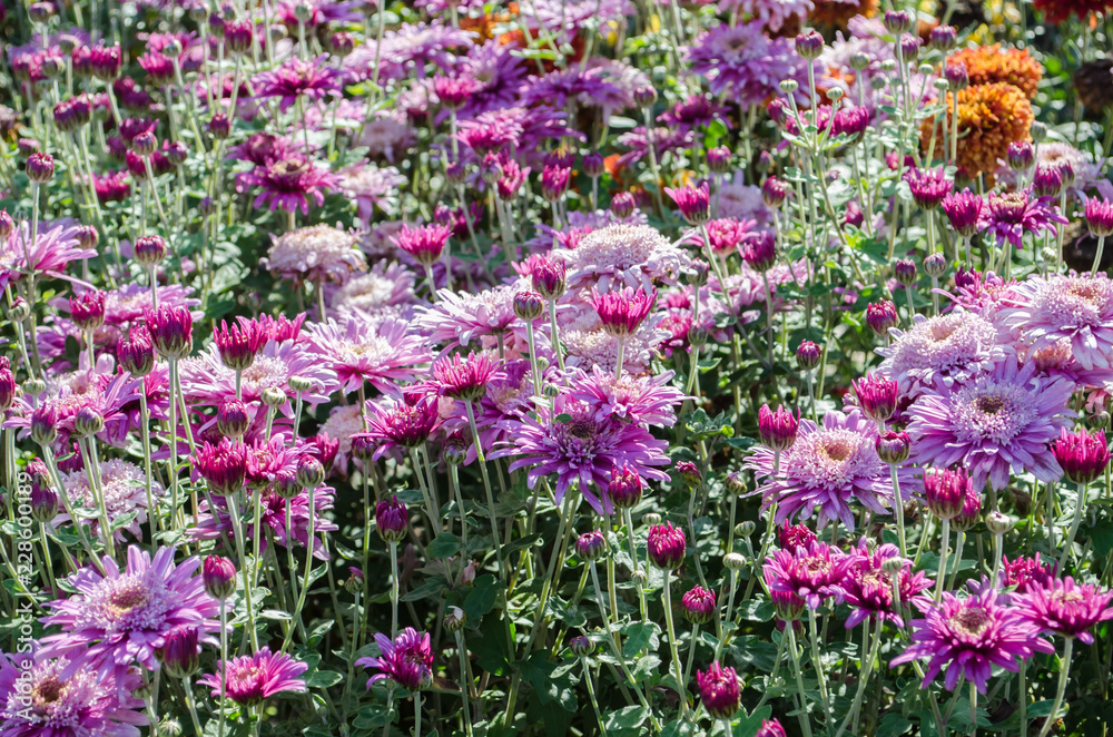 Pink flowers blooming on floral background. Autumn Chrysanthemum. Pink flowers blooming on floral background. Autumn Chrysanthemum.
