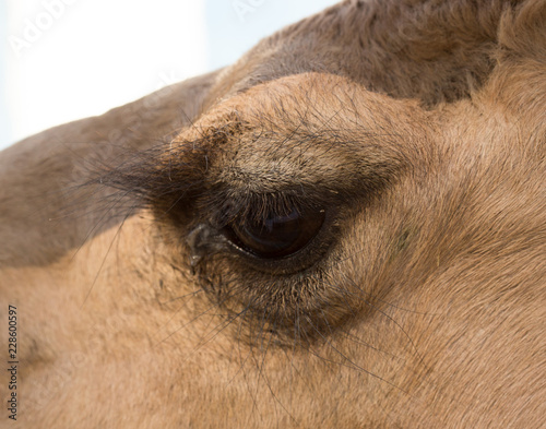 Macro eye of a camel