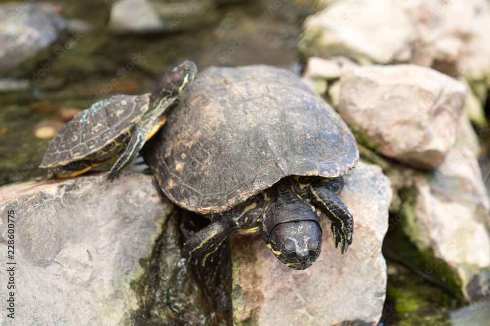 Fototapeta premium turtle at the zoo