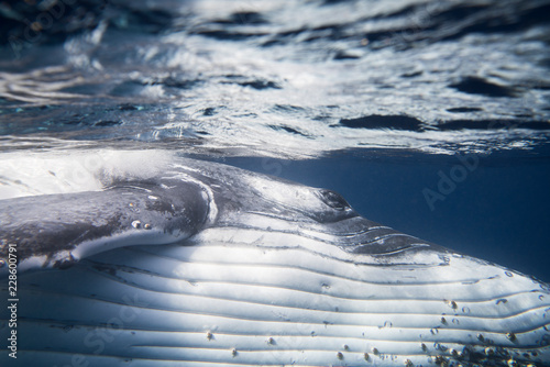 Close up of humpback whale