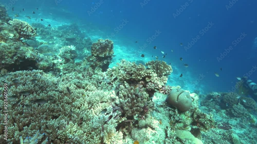 stony coral growing at rainbow reef in the somosomo strait of fiji stony coral growing at rainbow reef in the somosomo strait of fiji