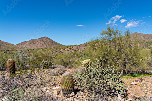 Teddy Bear, Buckhorn & Barrel Cactus photo