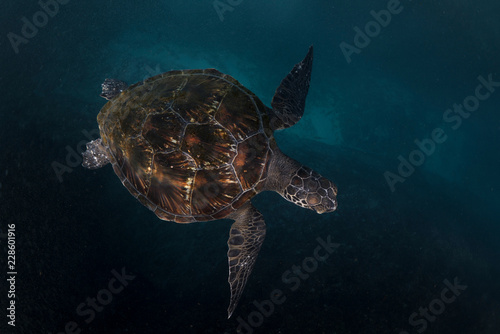 Sea turtle swimming underwater