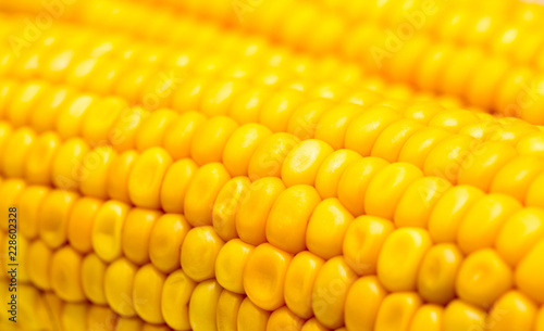 Macro view of fresh yellow sweet corn or maize