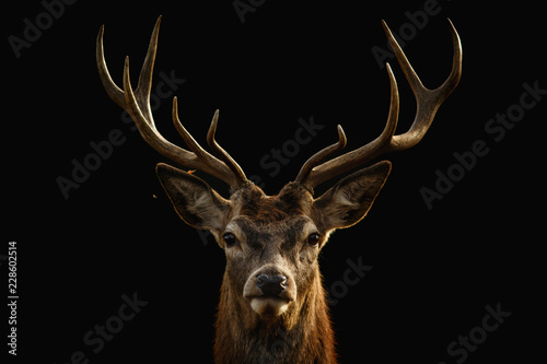 Canvas Print Red deer portrait with black background..