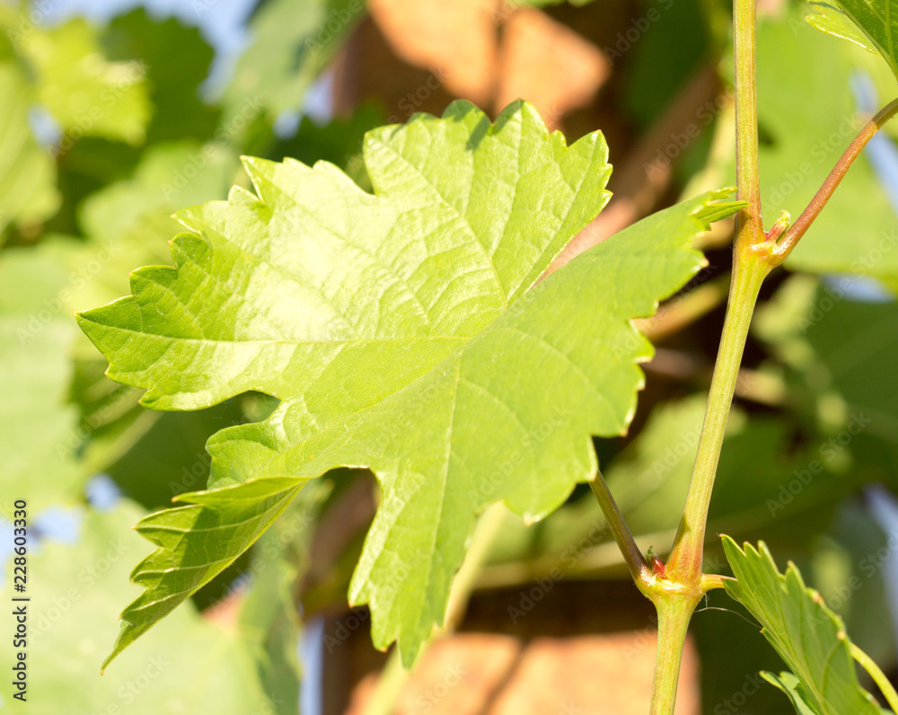 Fresh green leaves of grape Fresh green leaves of grape