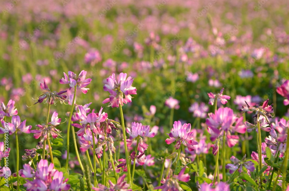 桃色の花畑 桃色の花畑
