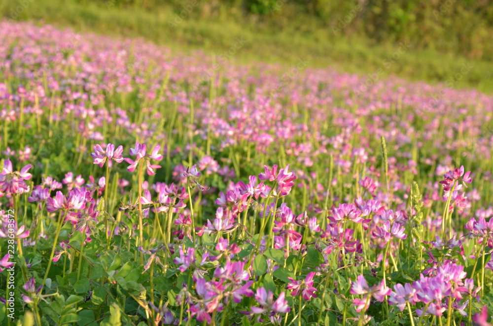 花畑