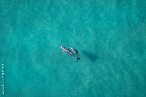 Aerial view of dolphins swimming in sea