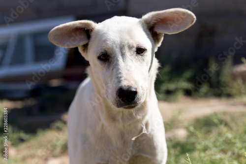 white dog in the yard