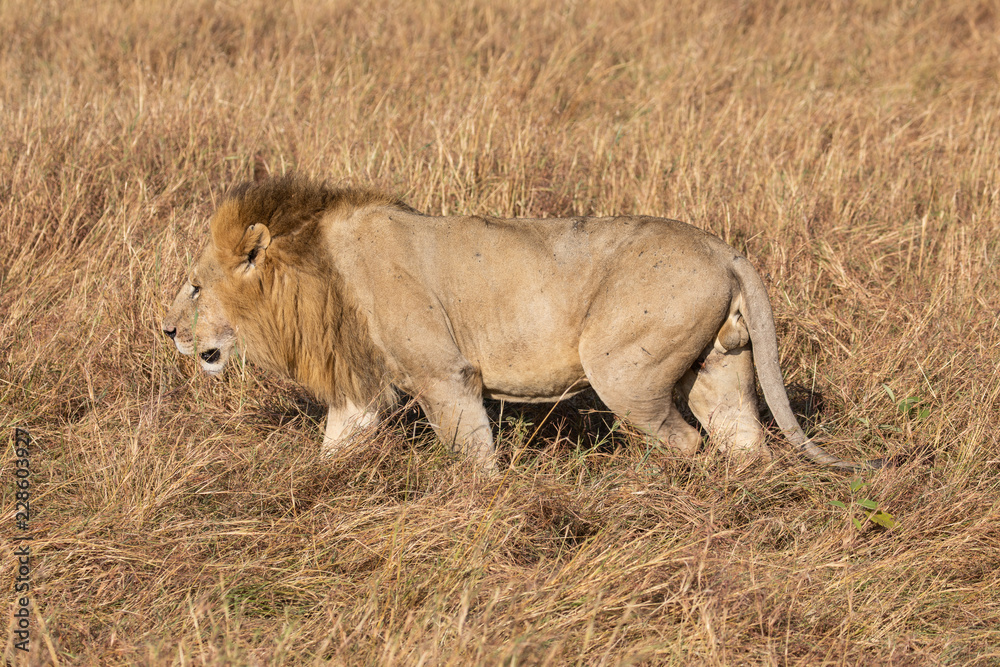 Male Elewana or Sand River Lion, Leo pantheras, in Full Body Profile, Walking in Tall Grass in Maasai Mara, Kenya Male Elewana or Sand River Lion, Leo pantheras, in Full Body Profile, Walking in Tall Grass in Maasai Mara, Kenya
