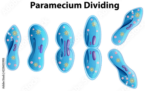 Paramecium Dividing bacteria diagram