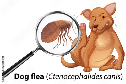 Dog with flea magnified