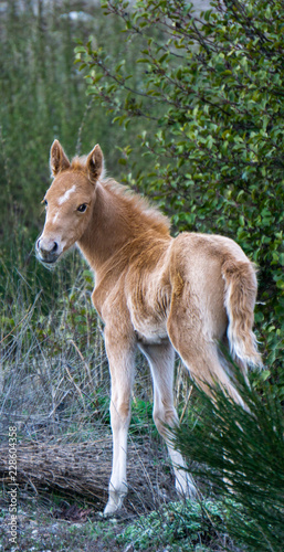 Caballo rubio