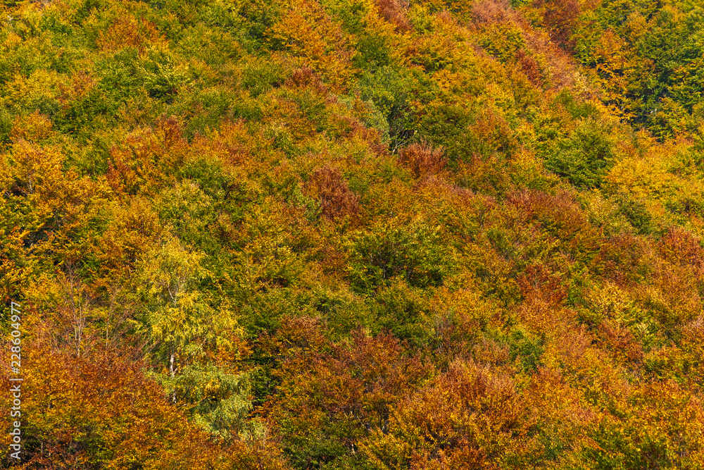 Woods in autumn, natural patterns and background Woods in autumn, natural patterns and background