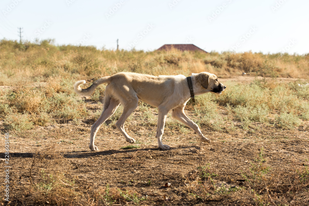 Fototapeta premium big dog walking in a field