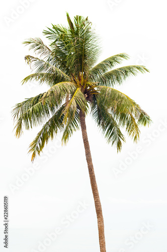 Single coconut tree isolated on white background.
