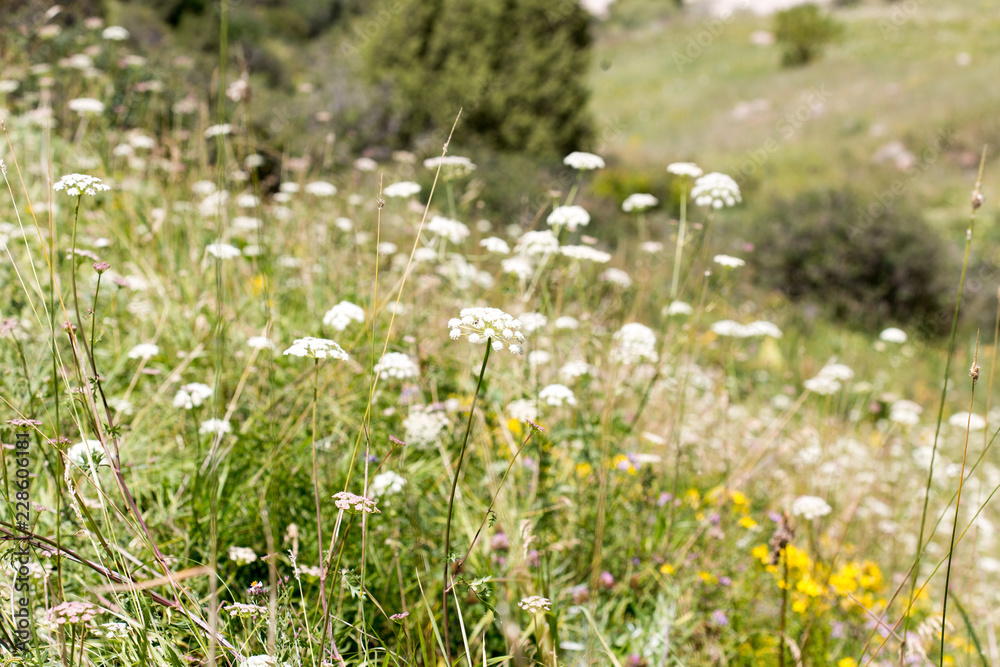 Fototapeta premium wild grass in nature