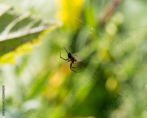 spider on cobweb on the nature