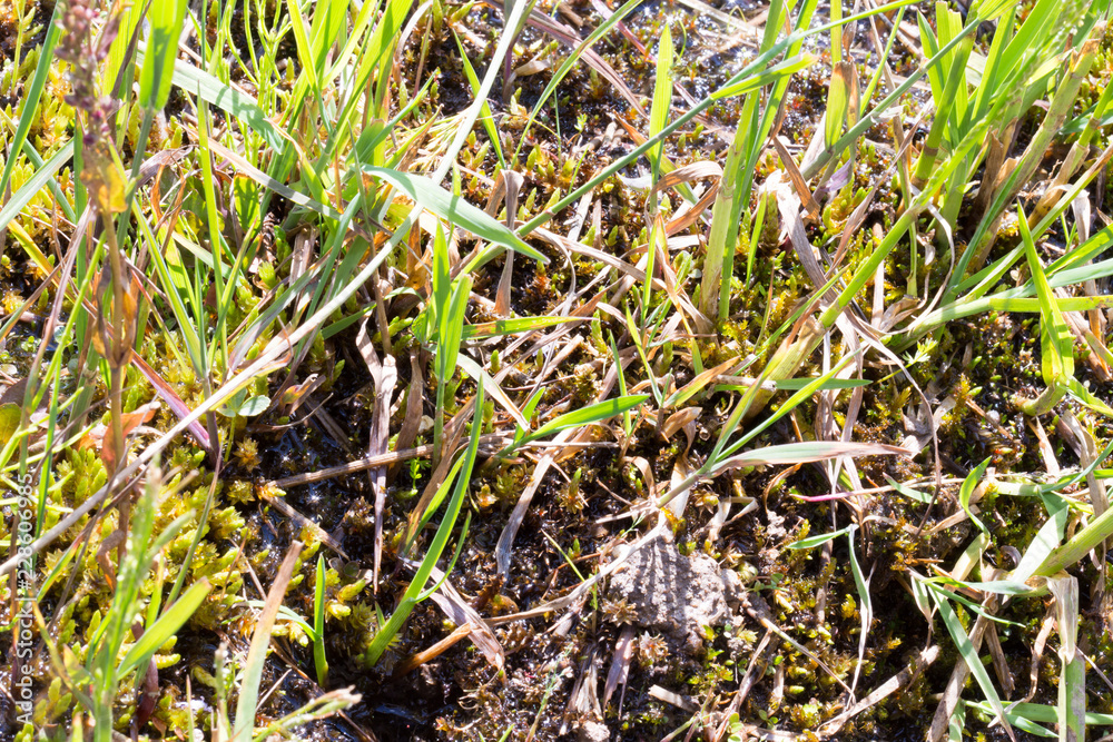 wild grass in nature wild grass in nature