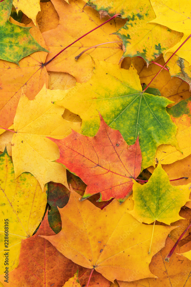 colorful autumn leaves. fall season concept background