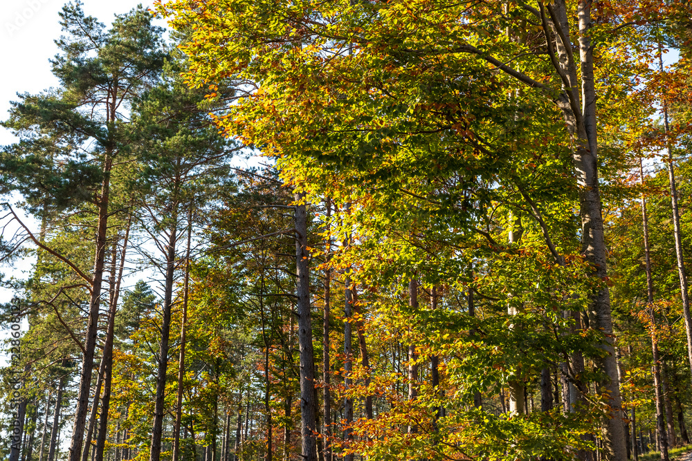 Woods in autumn, natural patterns and background Woods in autumn, natural patterns and background
