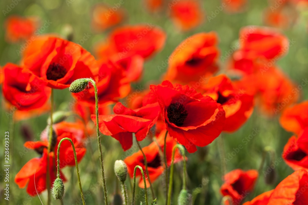 Obraz premium Red poppy flowers in a field